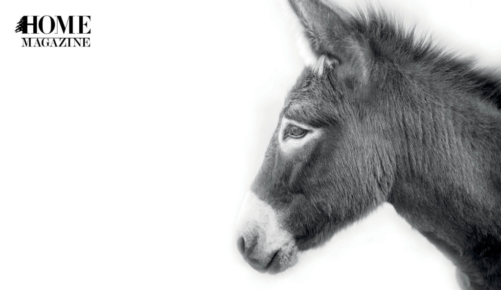 Donkey